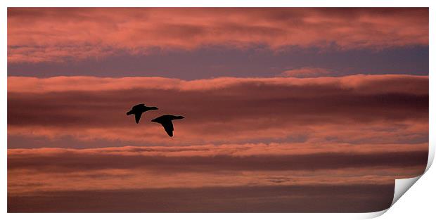 Pink Skies Black Geese Print by Louise Godwin