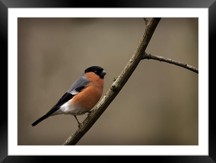 BULLFINCH Framed Mounted Print by Anthony R Dudley (LRPS)