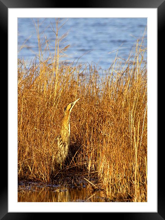 BITTERN IN THE SUN Framed Mounted Print by Anthony R Dudley (LRPS)
