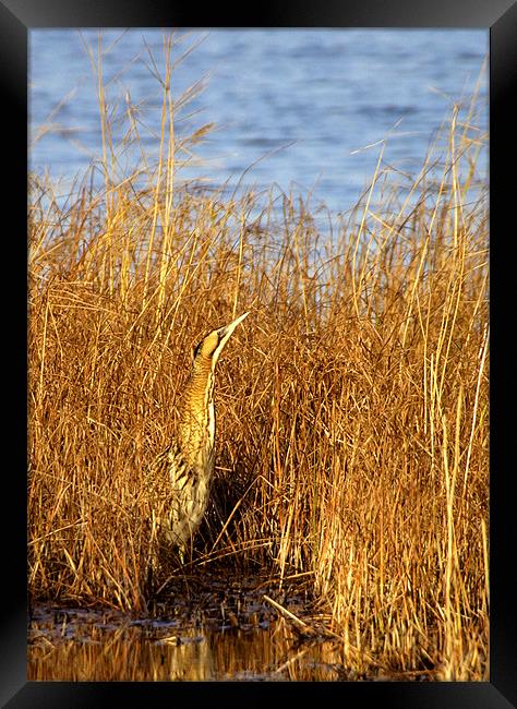 BITTERN IN THE SUN Framed Print by Anthony R Dudley (LRPS)