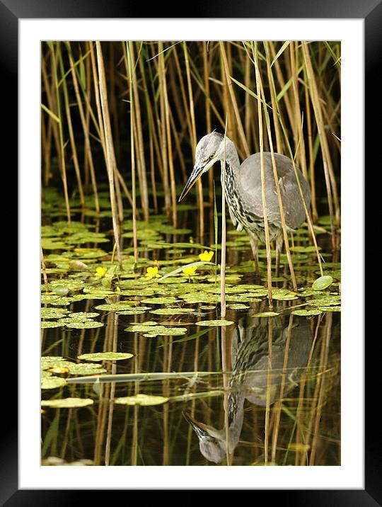 GREY HERON Framed Mounted Print by Anthony R Dudley (LRPS)