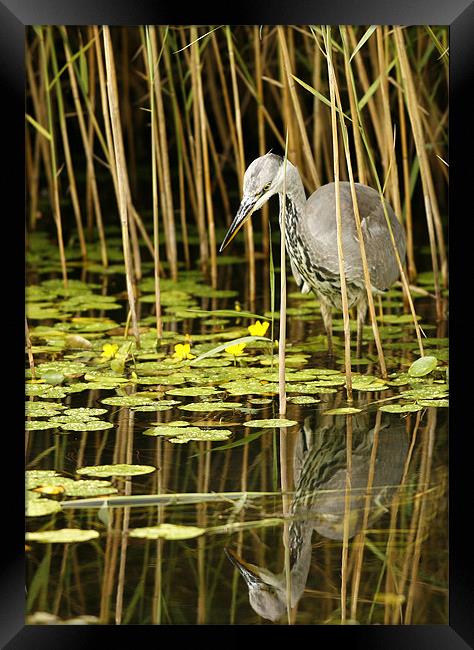 GREY HERON Framed Print by Anthony R Dudley (LRPS)