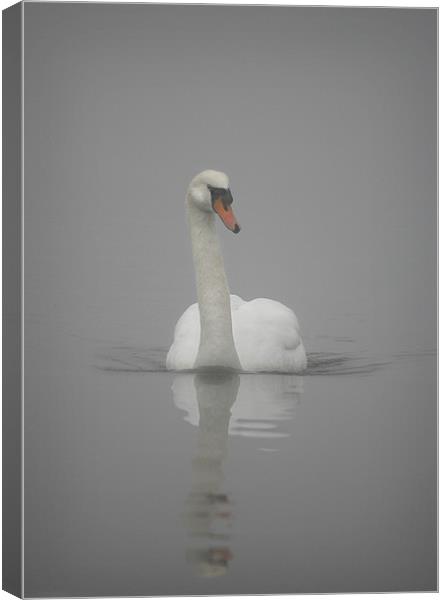 MUTE SWAN Canvas Print by Anthony R Dudley (LRPS)