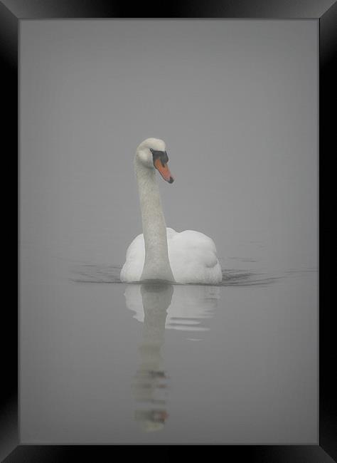 MUTE SWAN Framed Print by Anthony R Dudley (LRPS)