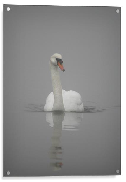 MUTE SWAN Acrylic by Anthony R Dudley (LRPS)