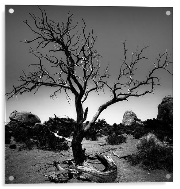 Desert Landscape Acrylic by Mary Lane