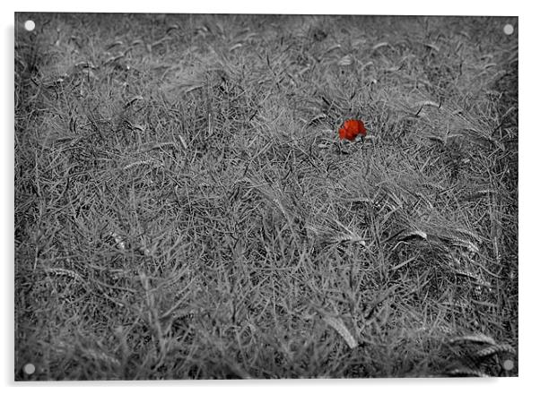SINGLE POPPY Acrylic by Anthony R Dudley (LRPS)