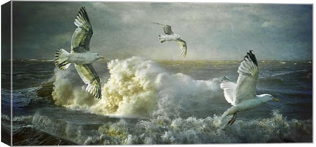 Herring Gulls on The Mersey Canvas Print by Brian Tarr