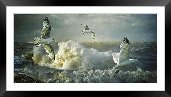 Herring Gulls on The Mersey Framed Mounted Print by Brian Tarr
