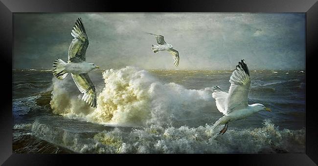 Herring Gulls on The Mersey Framed Print by Brian Tarr