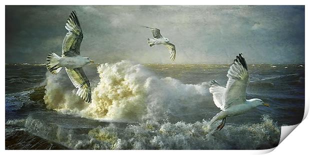 Herring Gulls on The Mersey Print by Brian Tarr