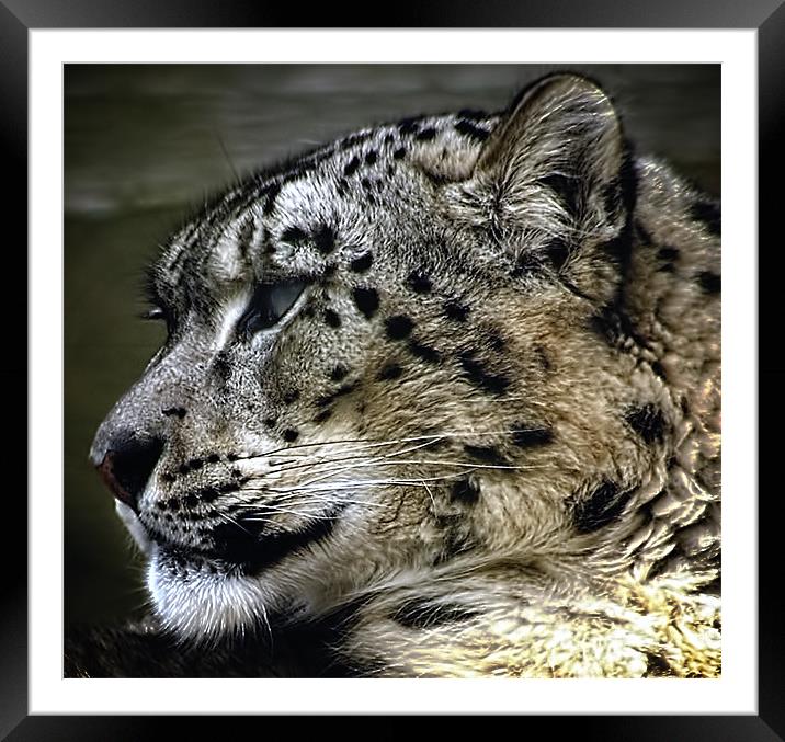 SnowLeopard Framed Mounted Print by Jay Ticehurst