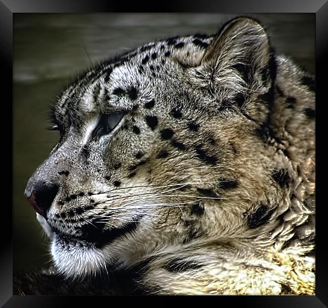 SnowLeopard Framed Print by Jay Ticehurst
