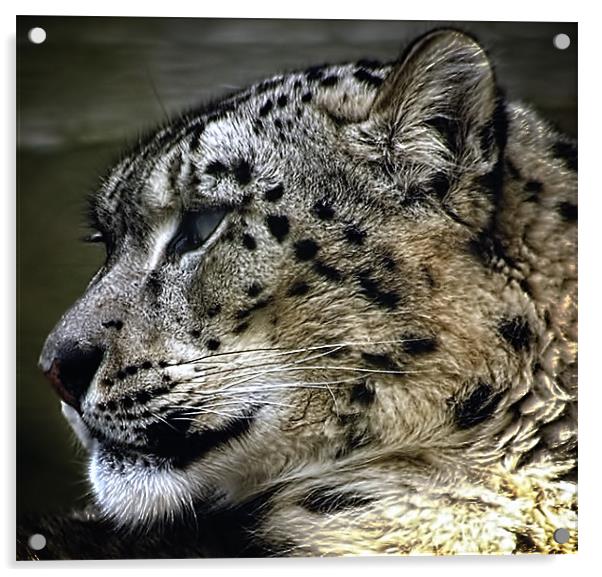 SnowLeopard Acrylic by Jay Ticehurst