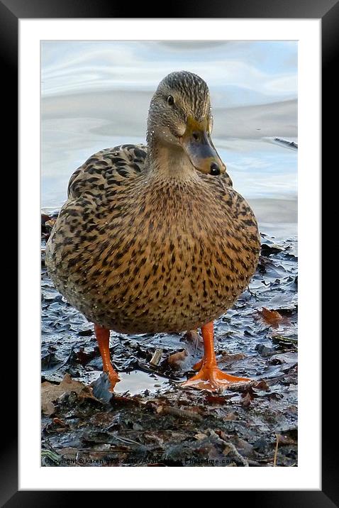 Mucky Duck ! Framed Mounted Print by karen grist