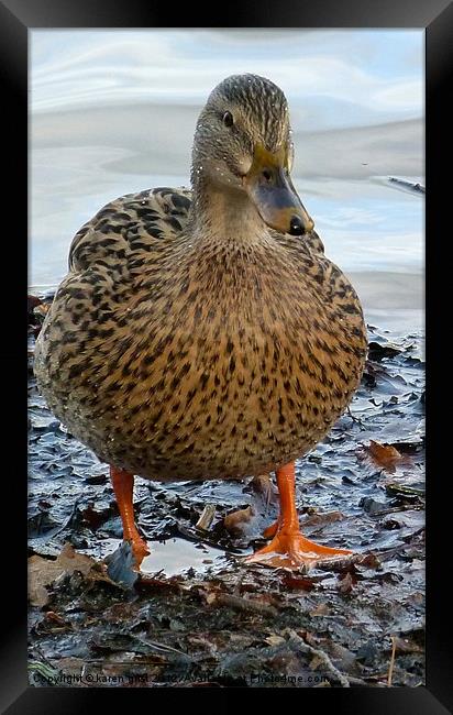 Mucky Duck ! Framed Print by karen grist