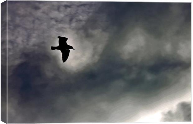 Seagull Silhouette Brighton Sky Canvas Print by Richard Nichols