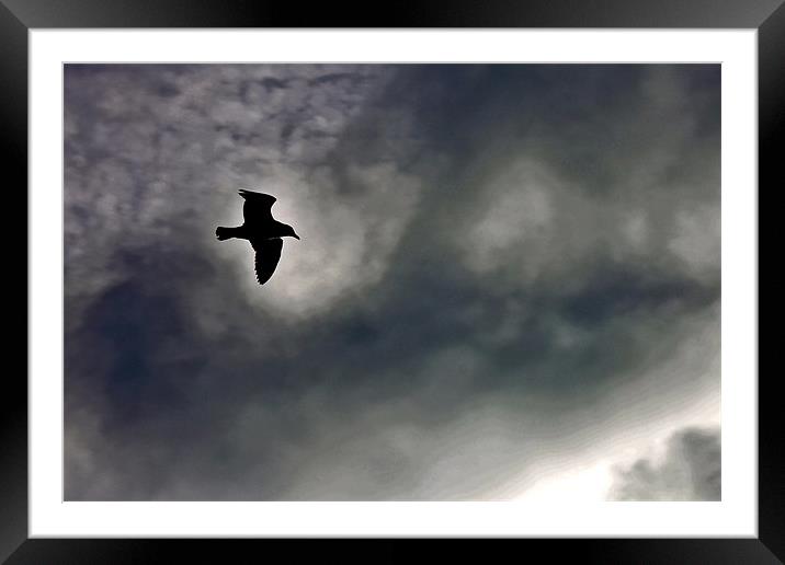 Seagull Silhouette Brighton Sky Framed Mounted Print by Richard Nichols
