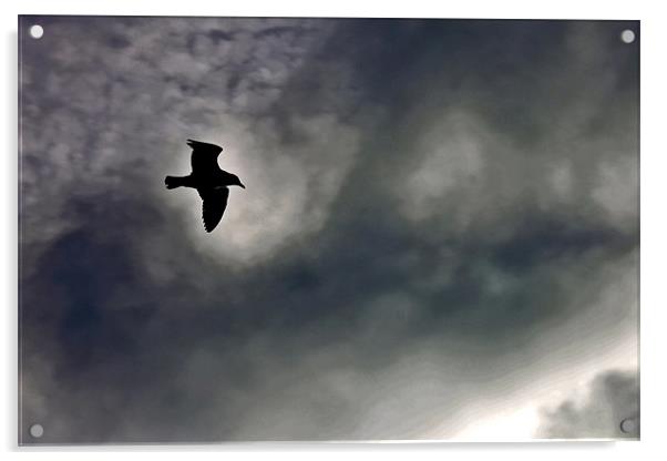 Seagull Silhouette Brighton Sky Acrylic by Richard Nichols