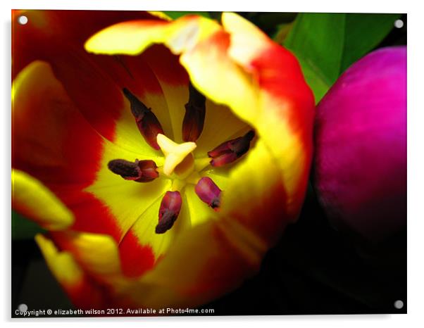 Tulips Acrylic by Elizabeth Wilson-Stephen