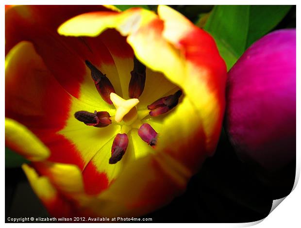 Tulips Print by Elizabeth Wilson-Stephen