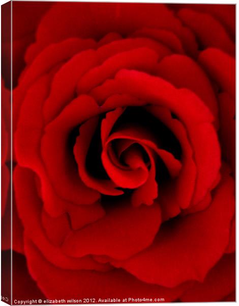 Red Rose Canvas Print by Elizabeth Wilson-Stephen