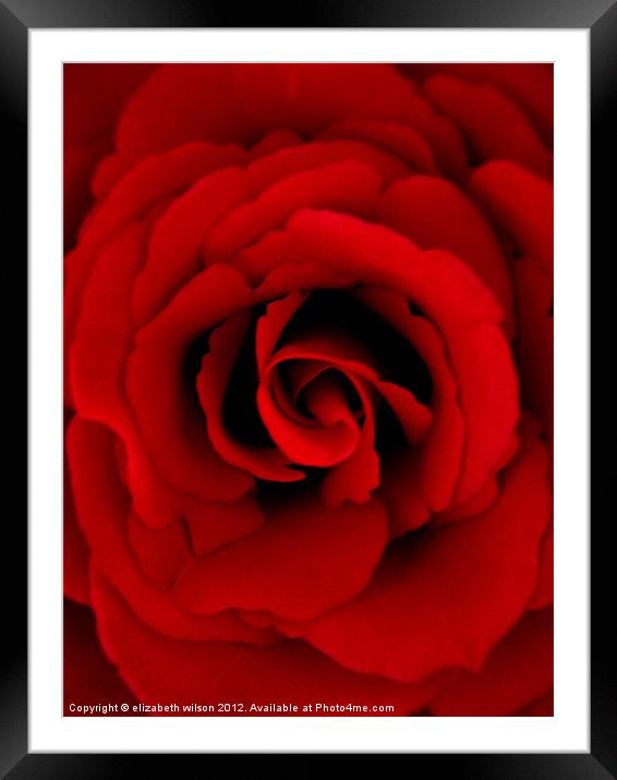 Red Rose Framed Mounted Print by Elizabeth Wilson-Stephen