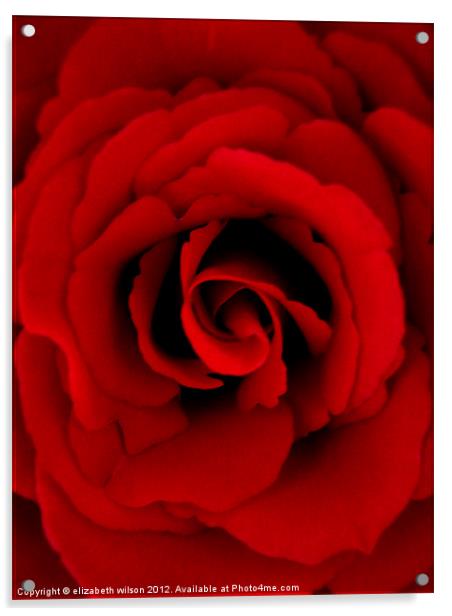 Red Rose Acrylic by Elizabeth Wilson-Stephen