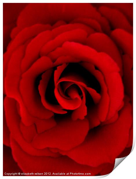 Red Rose Print by Elizabeth Wilson-Stephen