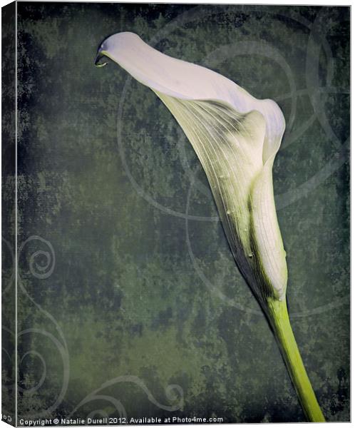 Calla Lily Canvas Print by Natalie Durell