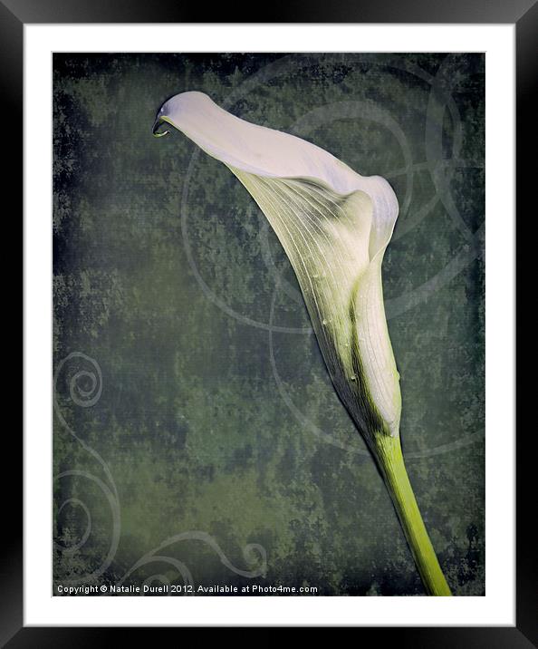 Calla Lily Framed Mounted Print by Natalie Durell