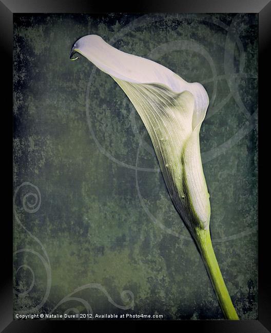 Calla Lily Framed Print by Natalie Durell
