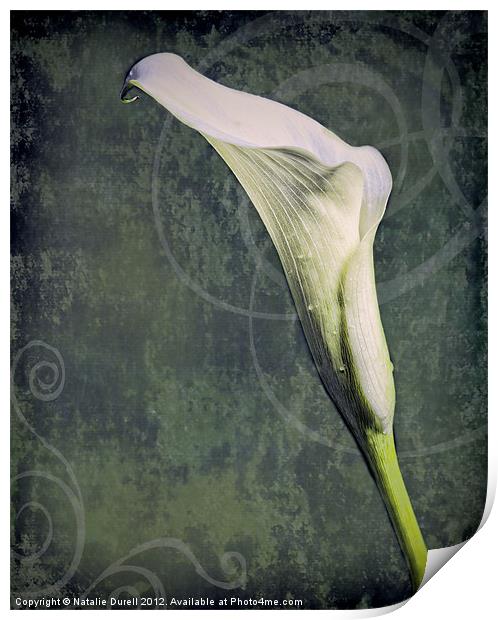 Calla Lily Print by Natalie Durell