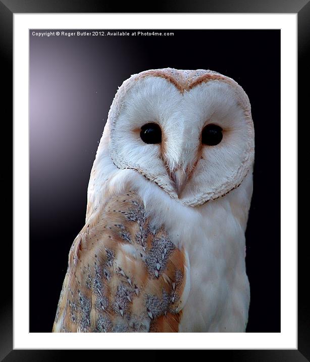 Barn Owl by Moonlight Framed Mounted Print by Roger Butler