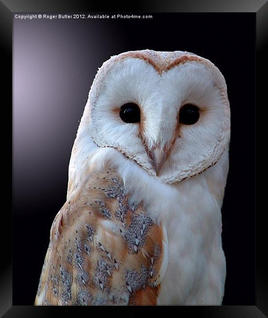 Barn Owl by Moonlight Framed Print by Roger Butler