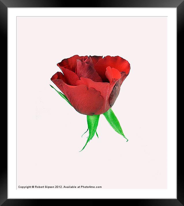 Single red rose Framed Mounted Print by Robert Gipson