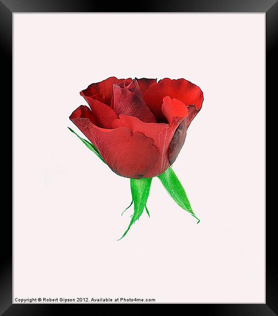 Single red rose Framed Print by Robert Gipson