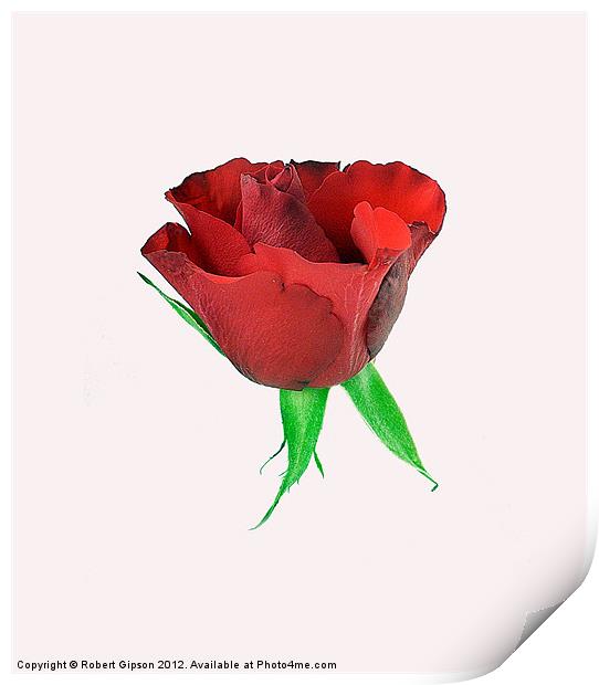 Single red rose Print by Robert Gipson