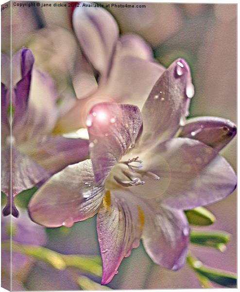 arty freesia Canvas Print by jane dickie