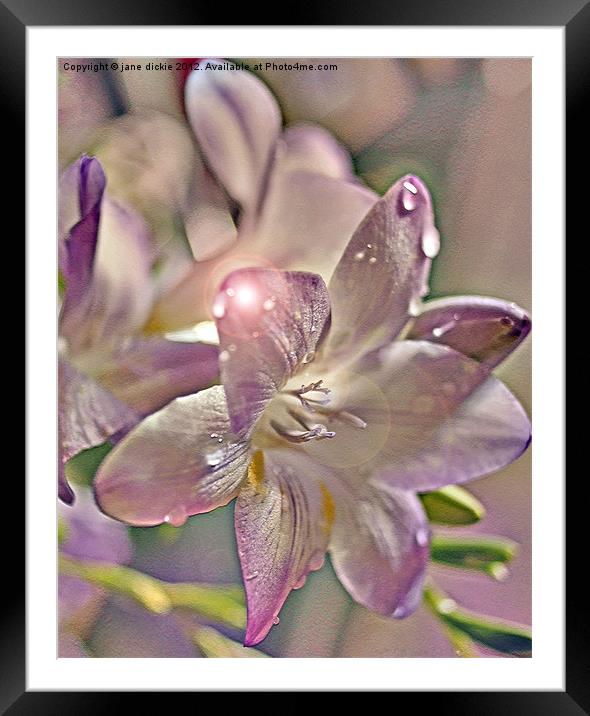 arty freesia Framed Mounted Print by jane dickie
