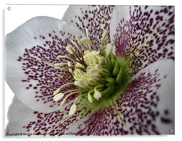 Helleborus Orientalis Acrylic by Nicola Hawkes