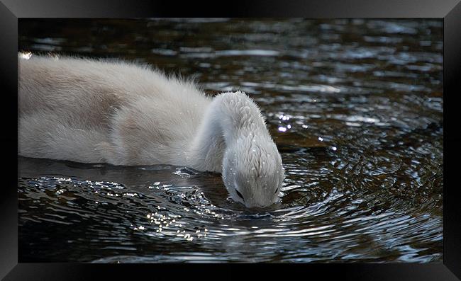 Cygnet on the River Usk Framed Print by Mike Davies