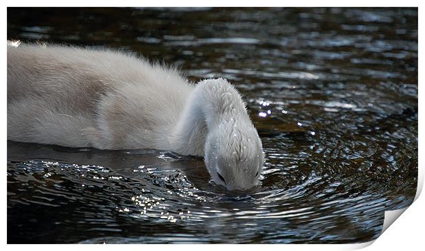 Cygnet on the River Usk Print by Mike Davies