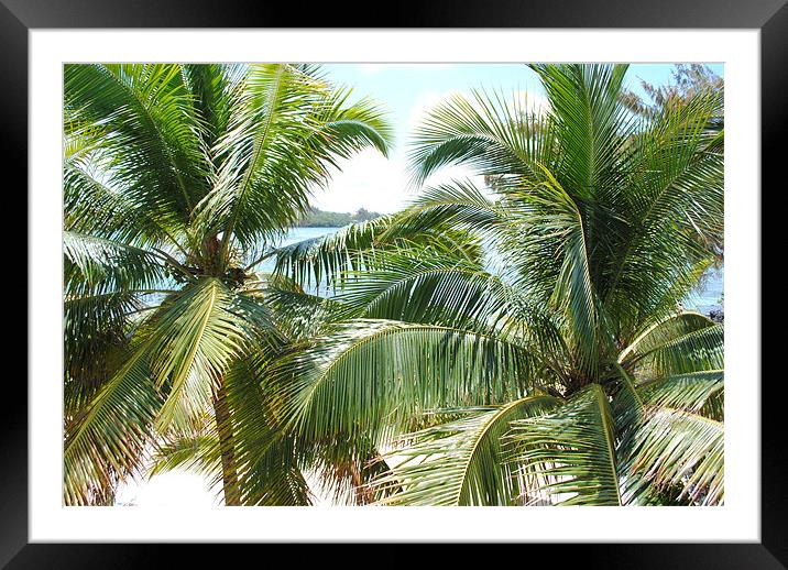 Palm Tree Blue Bay Mauritius Framed Mounted Print by Thomas Thorley