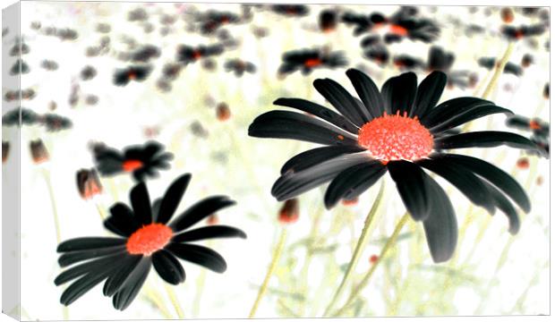 field of black daisies Canvas Print by Heather Newton