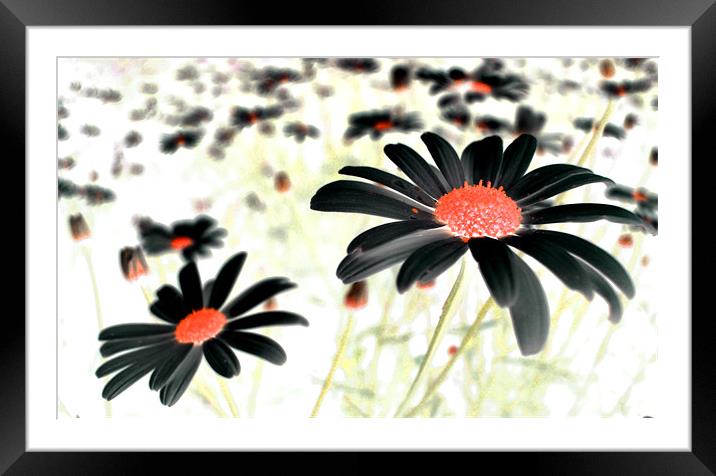 field of black daisies Framed Mounted Print by Heather Newton