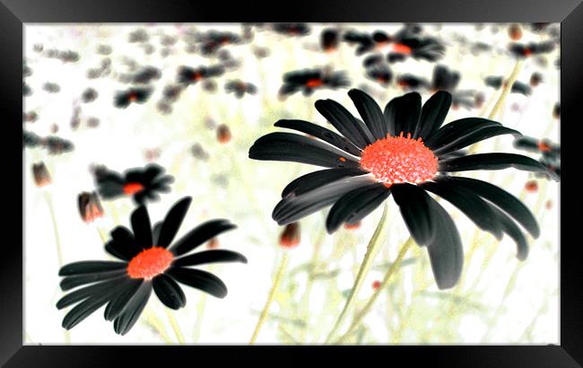 field of black daisies Framed Print by Heather Newton