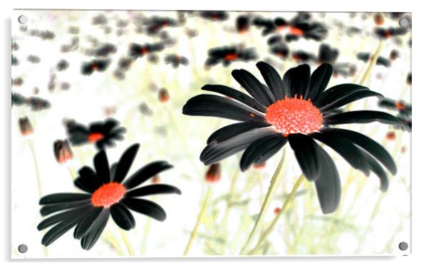 field of black daisies Acrylic by Heather Newton