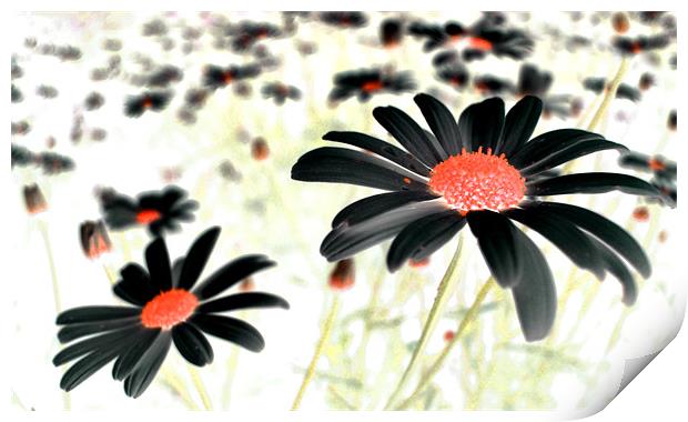 field of black daisies Print by Heather Newton