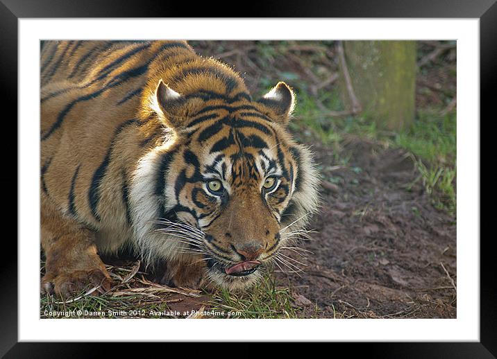 Sumatran Tiger Framed Mounted Print by Darren Smith